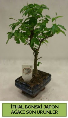 thal bonsai japon aac bitkisi  stanbul mraniye hediye sevgilime hediye iek 