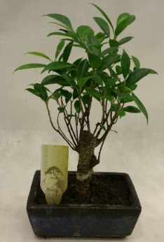 Japon aac bonsai bitkisi sat  stanbul mraniye ieki telefonlar 