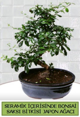 Seramik vazoda bonsai japon aac bitkisi  stanbul mraniye iek siparii sitesi 