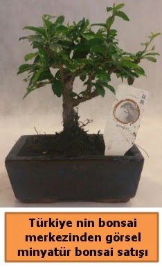 Japon aac bonsai sat ithal grsel  stanbul mraniye iek yolla 