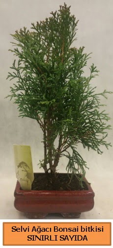 Selvi aac bonsai japon aac bitkisi  stanbul mraniye iek sat 