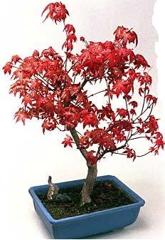 Amerikan akaaa bonsai bitkisi  stanbul mraniye iek yolla 