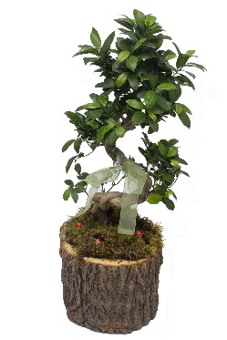 Doğal kütükte bonsai saksı bitkisi  İstanbul Ümraniye İnternetten çiçek siparişi 