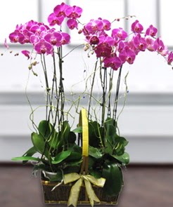 7 dall mor lila orkide  stanbul mraniye iek gnderme sitemiz gvenlidir 