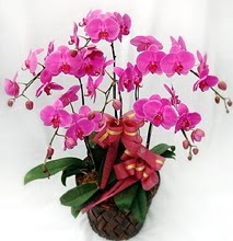 Sepet ierisinde 5 dall lila orkide  stanbul mraniye ucuz iek gnder 