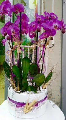 Seramik vazoda 4 dall mor lila orkide  stanbul mraniye online iek gnderme sipari 