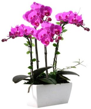 Seramik vazo ierisinde 4 dall mor orkide  stanbul mraniye iek sat 