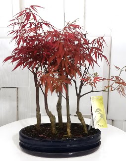 5 adet japon akaaa bonsai iei  stanbul mraniye iek sat 