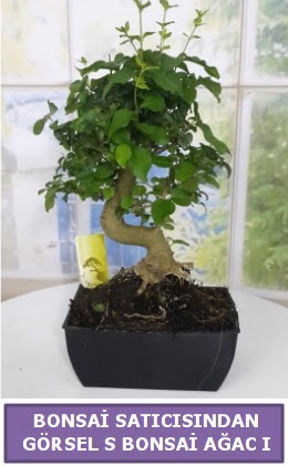 S dal erilii bonsai japon aac  stanbul mraniye iek sat 