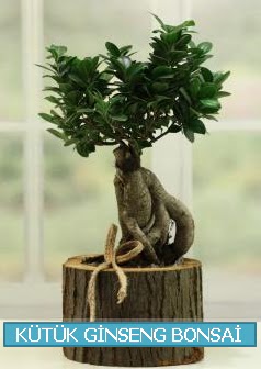 Ktk aa ierisinde ginseng bonsai  stanbul mraniye iek gnderme sitemiz gvenlidir 