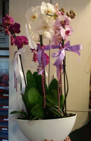 Mor ve beyaz ve pembe 6 dall orkide  stanbul mraniye ucuz iek gnder 