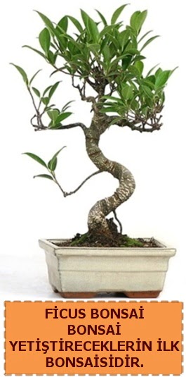 Ficus bonsai 15 ile 25 cm arasndadr  stanbul mraniye iek yolla 