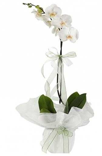 Tekli Beyaz Orkide  stanbul mraniye hediye iek yolla 
