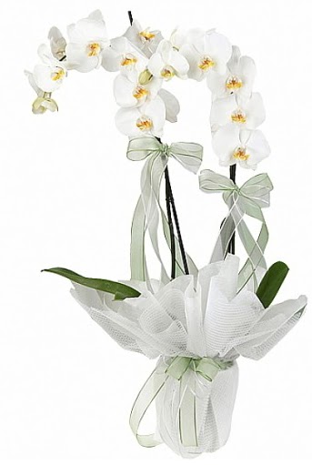 ift Dall Beyaz Orkide  stanbul mraniye anneler gn iek yolla 