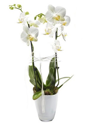 2 dall beyaz seramik beyaz orkide sakss  stanbul mraniye iek gnderme sitemiz gvenlidir 