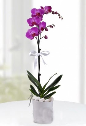 Tek dall saksda mor orkide iei  stanbul mraniye iekiler 