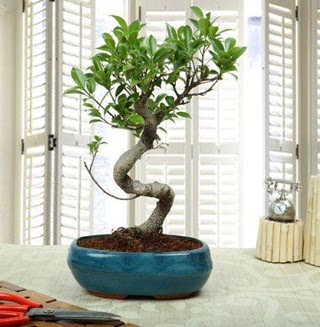 Amazing Bonsai Ficus S thal  stanbul mraniye internetten iek siparii 