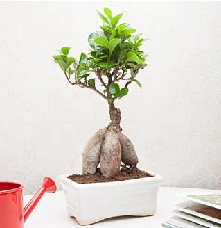 Exotic Ficus Bonsai ginseng  stanbul mraniye iek servisi , ieki adresleri 