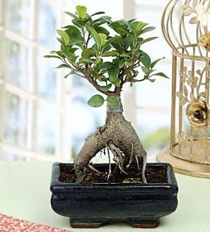Appealing Ficus Ginseng Bonsai  stanbul mraniye anneler gn iek yolla 