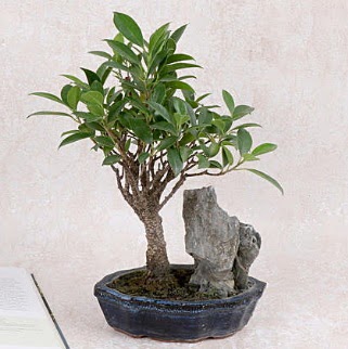 Japon aac Evergreen Ficus Bonsai  stanbul mraniye iek gnderme sitemiz gvenlidir 