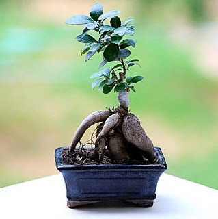 Marvellous Ficus Microcarpa ginseng bonsai  stanbul mraniye iek siparii vermek 
