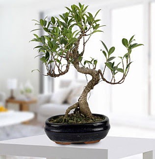 Gorgeous Ficus S shaped japon bonsai  stanbul mraniye yurtii ve yurtd iek siparii 