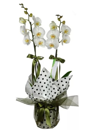 ift Dall Beyaz Orkide  stanbul mraniye 14 ubat sevgililer gn iek 