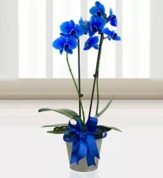 ift dall mavi orkide  stanbul mraniye iek sat 