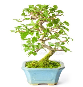 S zerkova bonsai ksa sreliine  stanbul mraniye nternetten iek siparii 