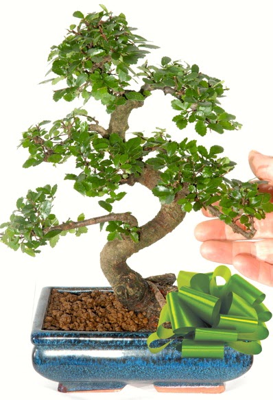 Yaklak 25 cm boyutlarnda S bonsai  stanbul mraniye iek siparii sitesi 