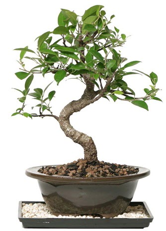Altn kalite Ficus S bonsai  stanbul mraniye ieki telefonlar  Sper Kalite
