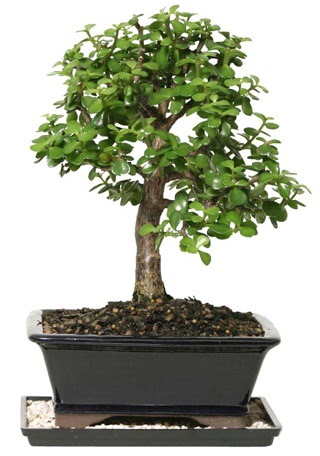 15 cm civar Zerkova bonsai bitkisi  stanbul mraniye iek siparii sitesi 