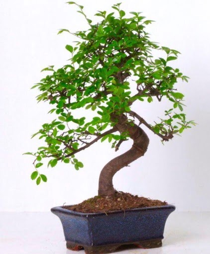 S gvdeli bonsai minyatr aa japon aac  stanbul mraniye iek gnderme sitemiz gvenlidir 