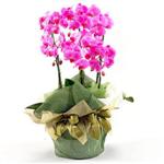  İstanbul Ümraniye İnternetten çiçek siparişi  2 dal orkide , 2 köklü orkide - saksi çiçegidir