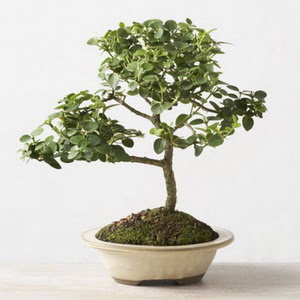 ithal bonsai saksi iegi  stanbul mraniye iek online iek siparii 