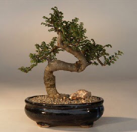 ithal bonsai saksi iegi  stanbul mraniye 14 ubat sevgililer gn iek 