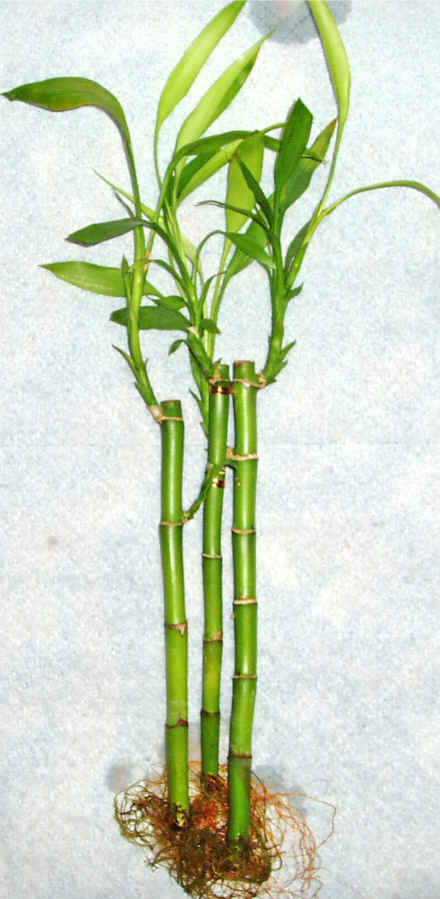 Lucky Bamboo 3 adet vazo hediye edilir   stanbul mraniye cicek , cicekci 