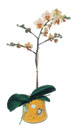  İstanbul Ümraniye online çiçek gönderme sipariş  Phalaenopsis Orkide ithal kalite