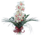  İstanbul Ümraniye çiçek siparişi sitesi  Dal orkide ithal iyi kalite