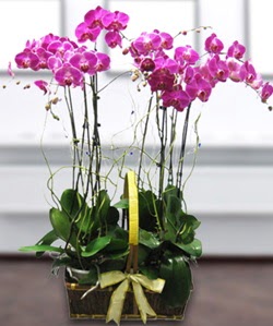 4 dallı mor orkide  İstanbul Ümraniye güvenli kaliteli hızlı çiçek 