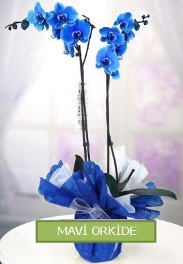 2 dallı mavi orkide  İstanbul Ümraniye çiçekçiler 