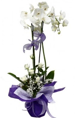 2 dallı beyaz orkide 5 adet beyaz gül  İstanbul Ümraniye çiçekçi mağazası 