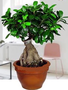 5 yaşında japon ağacı bonsai bitkisi  İstanbul Ümraniye online çiçek gönderme sipariş 