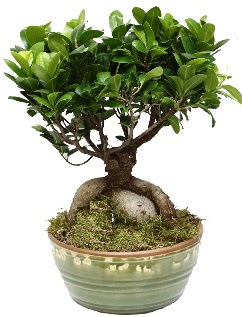 Japon ağacı bonsai saksı bitkisi  İstanbul Ümraniye İnternetten çiçek siparişi 