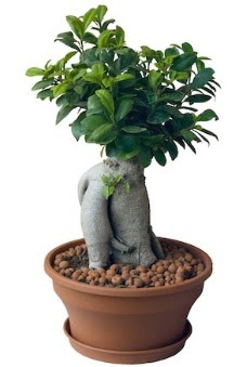Japon ağacı bonsai saksı bitkisi  İstanbul Ümraniye çiçek gönderme 