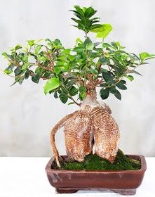 Japon ağacı bonsai saksı bitkisi  İstanbul Ümraniye ucuz çiçek gönder 