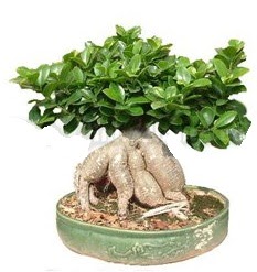 Japon ağacı bonsai saksı bitkisi  İstanbul Ümraniye çiçek gönderme 
