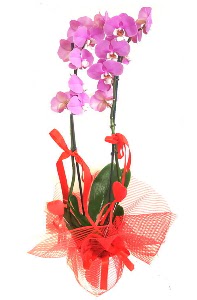 2 dallı mor orkide bitkisi  İstanbul Ümraniye çiçek satışı 
