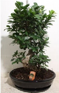 75 CM Ginseng bonsai Japon ağacı  İstanbul Ümraniye hediye çiçek yolla 
