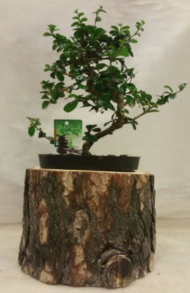 Doğal kütük içinde bonsai japon ağacı  İstanbul Ümraniye İnternetten çiçek siparişi 